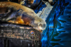 San Francisco, United States – Sea Lion Wildlife Wall Art