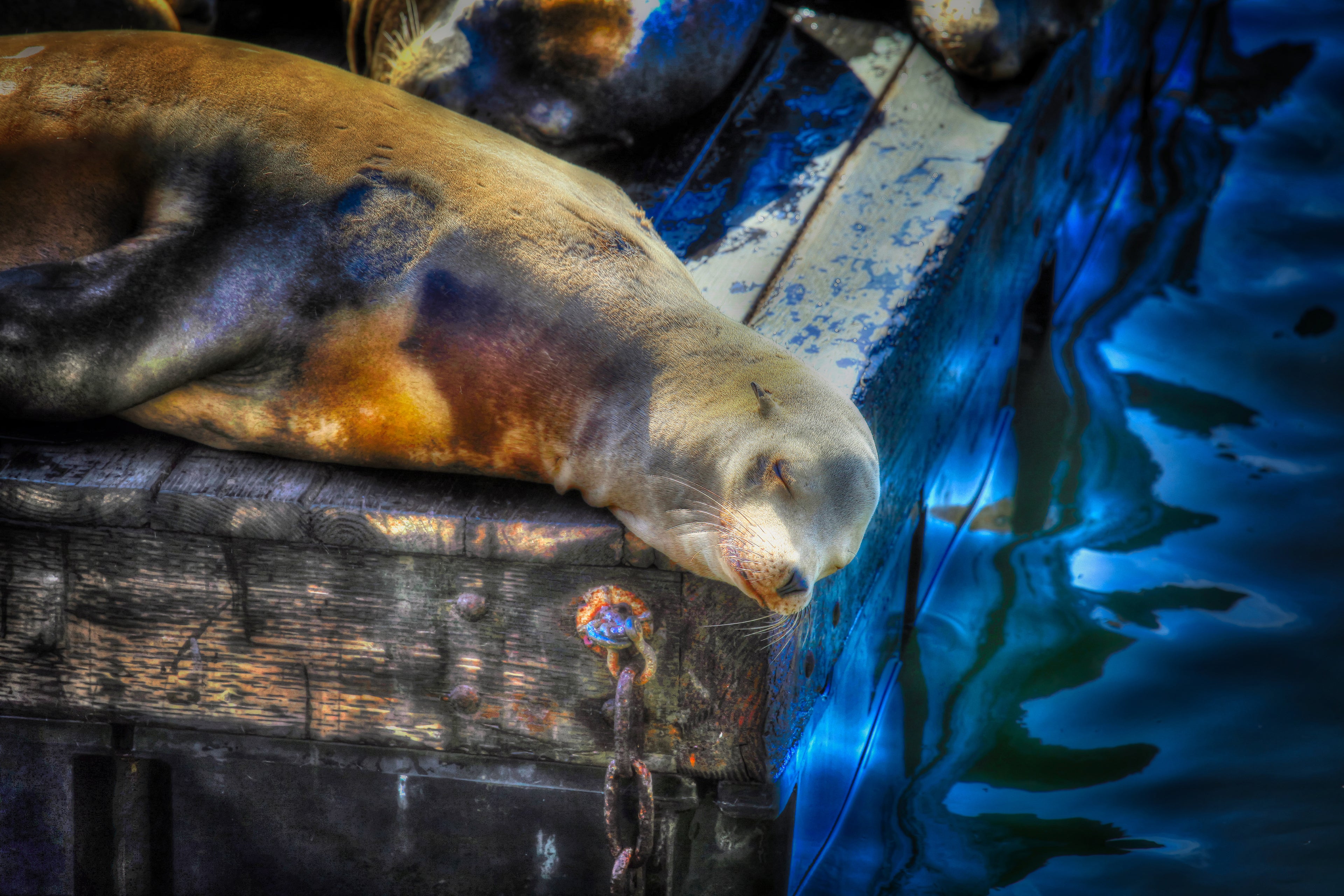 San Francisco, United States – Sea Lion Wildlife Wall Art