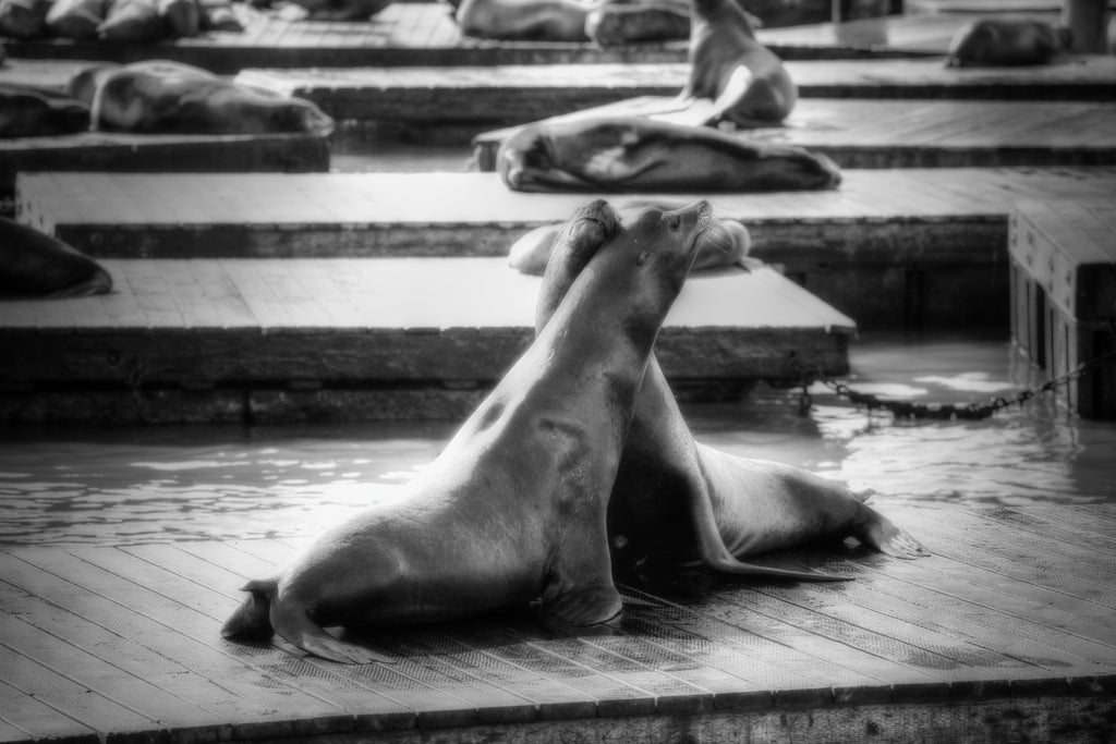 San Francisco, United States – Sea Lion Wildlife Wall Art