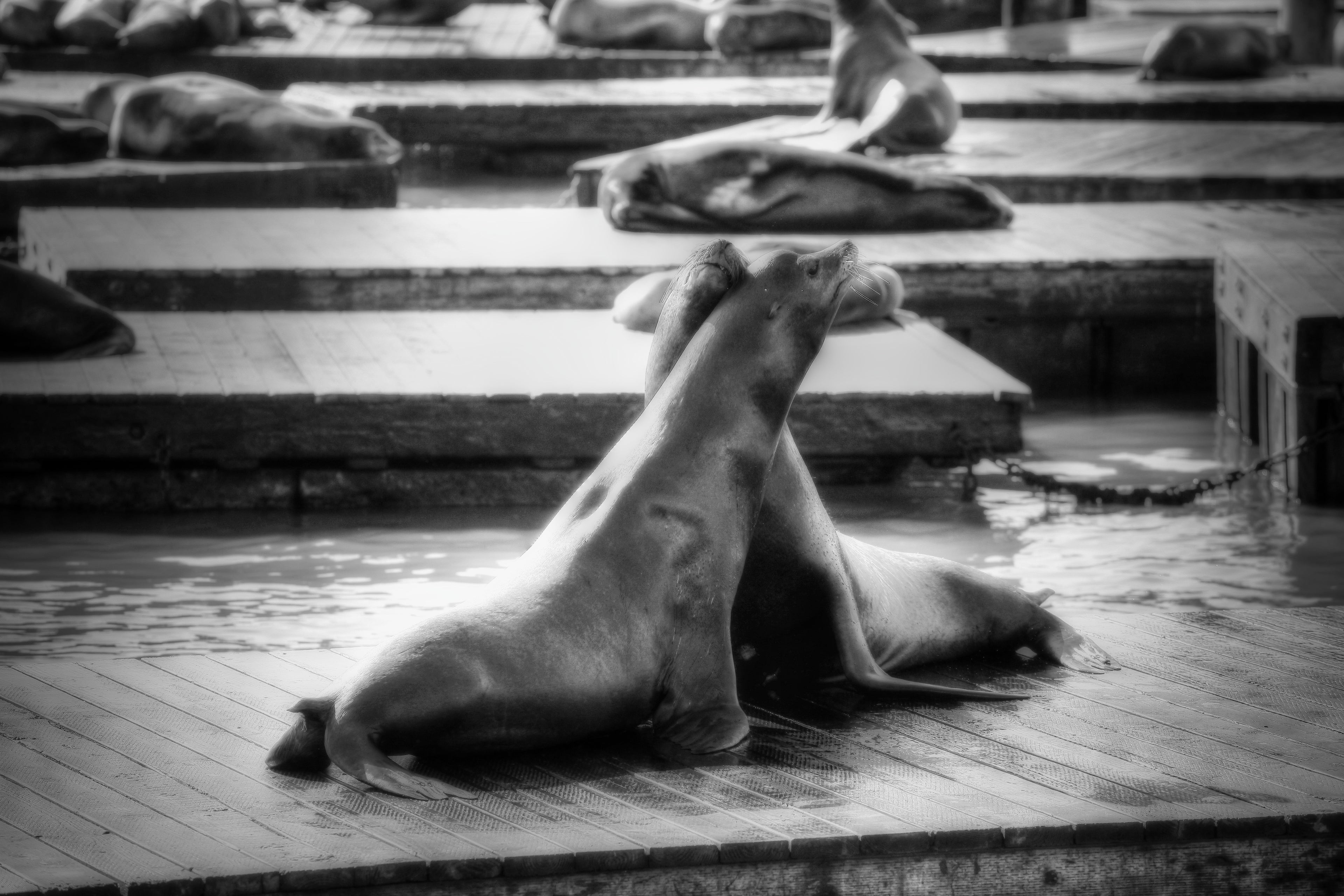 San Francisco, United States – Sea Lion Wildlife Wall Art