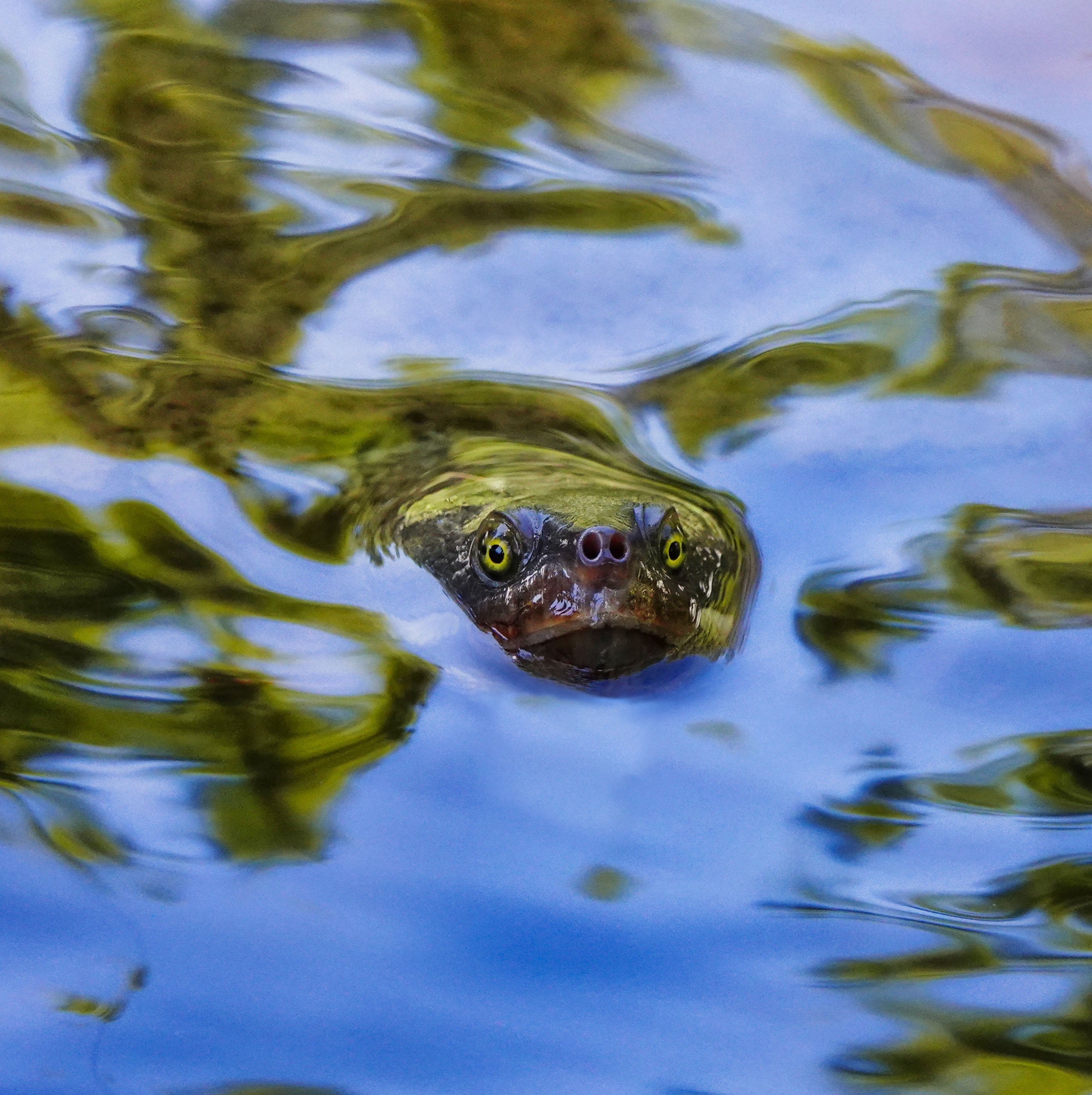 Curious Visitor, South East Queensland, Australia – Turtle Wall Art