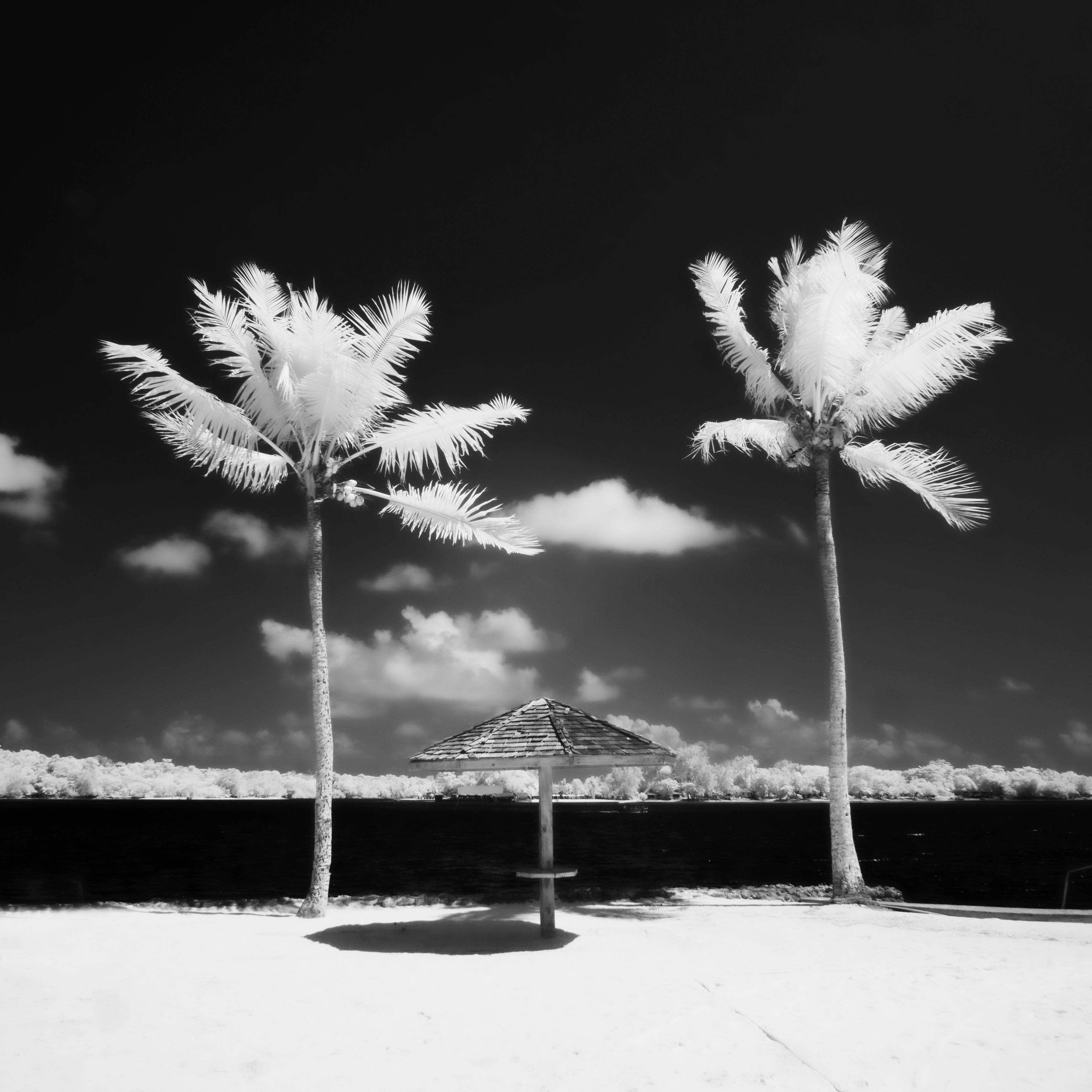 Port Vila, Vanuatu – Infrared Tropical Palms Wall Art