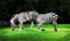 Zebra Pair – Wildlife Wall Art