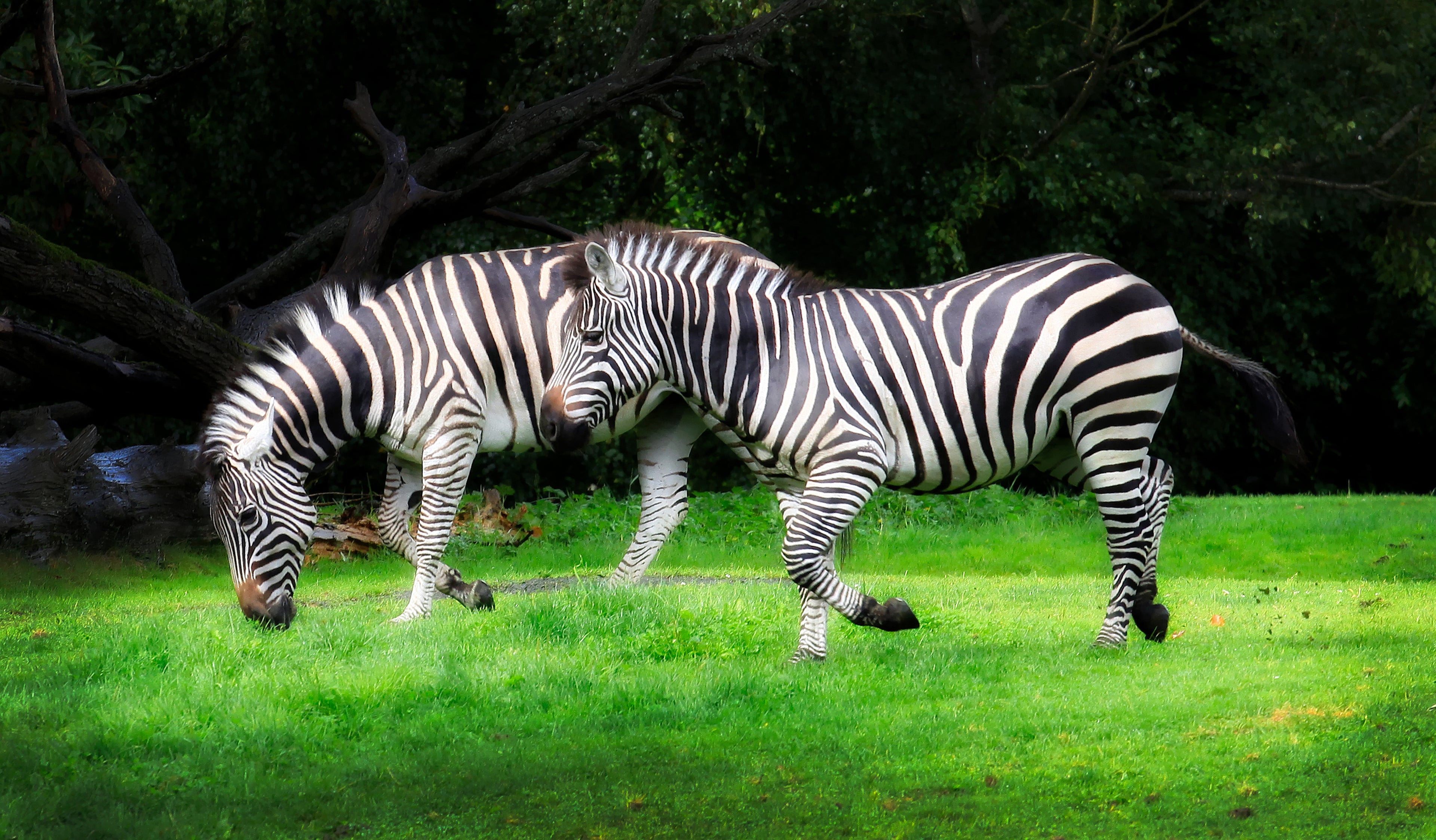 Zebra Pair – Wildlife Wall Art